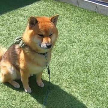 YouTubeチャンネル「柴犬おにぎりくん」に投稿されたのは、柴犬・おにぎりくんVSカエルの微笑まし...