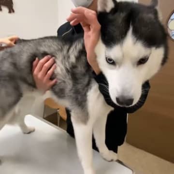 YouTubeチャンネル「子なし夫婦と大型犬」に投稿されたのは、大型犬たちが予防接種を受けた時の様子...