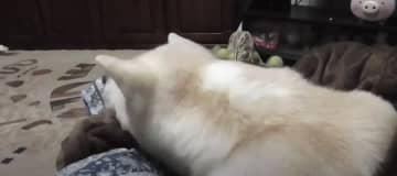 こちらは、秋田犬の「ゆうき」くん。寝支度を終えてお布団に入ったパパさんの膝の上で丸まっています。 パ...