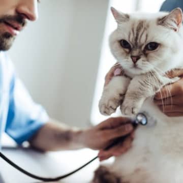 猫にも「セカンドオピニオン」は必要？愛猫に最善の治療を受けさせてあげたいと、猫の飼い主さんなら誰もが...