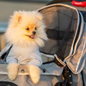 犬を飼わないとわからない「理想と現実」動物番組やSNSなどの影響で、「犬は可愛いから飼いたい♪」と思...
