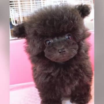 今回ご紹介するのは、YouTubeチャンネル『meiとゆずぽん』に投稿された1本の動画です。動画は1...