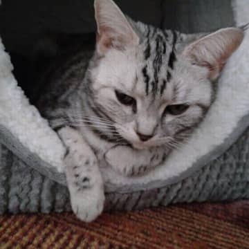 自宅に家族以外の人を招き入れる際、愛猫への対応や事前に環境を整えておくことが大切。また、トラブルへと...