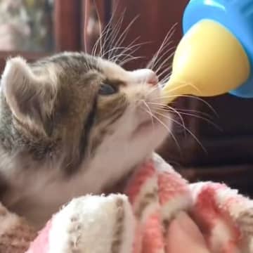 人気Youtubeチャンネル「にゃんだら家。」に投稿されたのは、タオルにくるまった小さな小さな子猫ち...