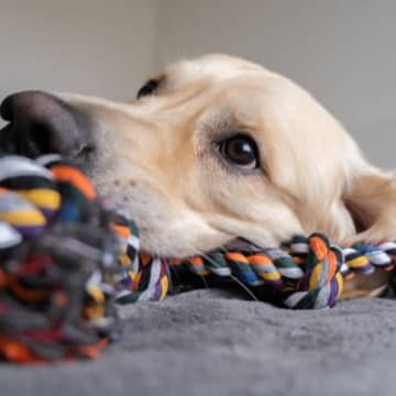 ️わんこはなぜ遊び好きなの？何歳になっても子犬のようにキラキラと目を輝かせて遊ぶ愛犬の姿は、何とも愛...