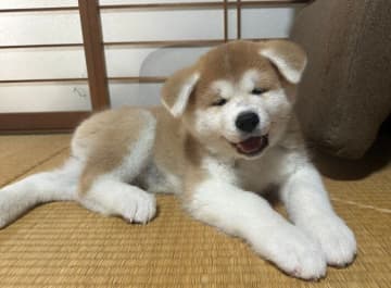 愛犬を家族に迎えてから、これまでの生活がガラッと変わったと実感する飼い主さんも多いのではないでしょう...