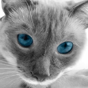 知っているようで知らない猫の「眉毛」猫の「眉毛」は、猫の目の上にあり、ひげと同じくらいの太さの毛のこ...