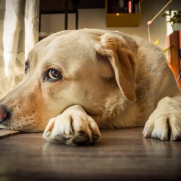 犬も『ふて寝』をする！？原因となる飼い主の行動は？皆さんは不満を感じた時に『ふて寝』することはありま...