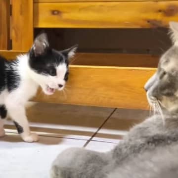 初対面の先住猫にも、ぐいぐいと積極的な様子で接する子猫の「ミュウ」くん。先住猫の「やまと」くんは、受...