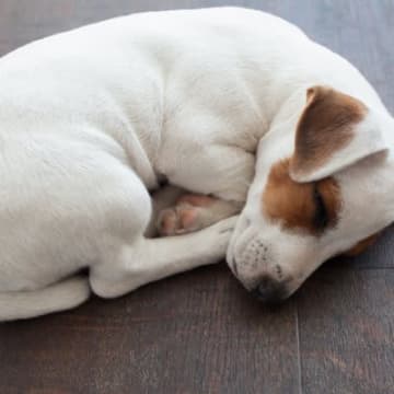 よく見かける犬の「体を丸める」姿勢…意味はある？犬を飼っている人ならば、何度も愛犬が体を丸める姿勢を...