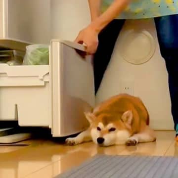 意志の固さはダイヤモンドなみ…！そんな柴犬さんの動画がInstagramアカウント「tyatyama...