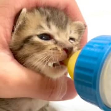 大雨警報が出るほどの土砂降りの日に、びしょ濡れで震えていた離乳前の小さなあめちゃん。 そんなあめちゃ...