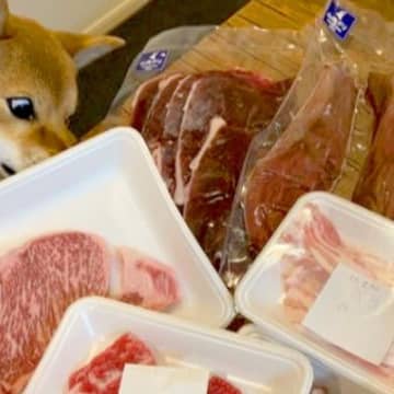 X（旧Twitter）に投稿されたのは、上質なお肉を目の前にして本能を目覚めさせてしまった柴犬さんの...