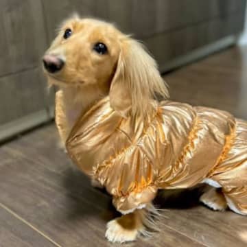 X（旧Twitter）で話題になっているのは、キンキラピカピカの素敵なお洋服を着こなすミニチュアダッ...