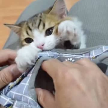 ハーネスの練習をする子猫の「コロタ」くんの動画が投稿されたのが、YouTubeチャンネル「コロタ日記...