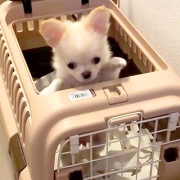 YouTubeチャンネル「チワワのみるくchannel」に投稿されたのは、チワワ・みるくちゃんが飼い...