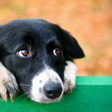 他人に言われたくない愛犬への言葉5選散歩中に出会う人の中には、愛犬を可愛がるだけでなく、飼い主が傷つ...