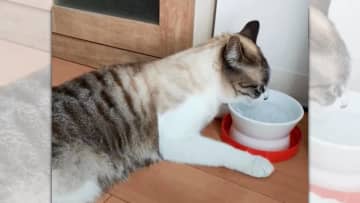 猫さんの本格的な『寝正月』♪いつも仕事や勉強、家事などで忙しくしている方も、お正月はのんびり過ごして...