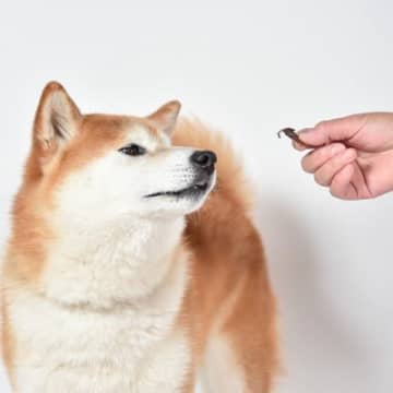 犬に言うことを聞かそうとするのではなくお願いしようまず私たち人間は犬に言うことを聞かそうとすること自...