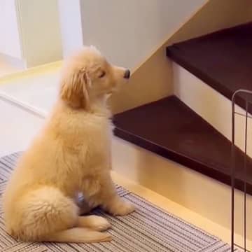 姉犬をじっと待つ健気なワンちゃんが、Instagramアカウント「rinman3」で紹介されています...