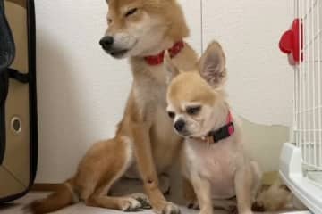 今回ご紹介するのは、YouTubeチャンネル「保護犬の預かりVlog～ Lima o mama～」に...