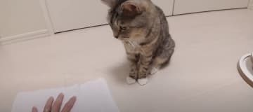 猫部屋のお掃除をしようと、パパさんが雑巾掛けをしていたら 出典：猫のいる生活 Life with C...