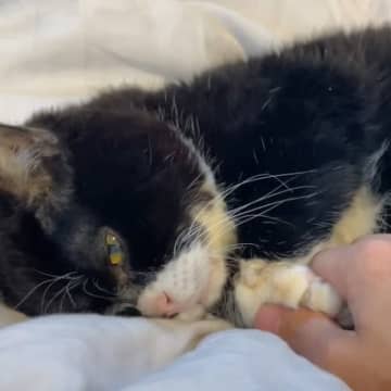 YouTubeチャンネル「もんたの日常」に投稿されたのは、飼い主さんが愛猫の「もんた」くんを優しく寝...
