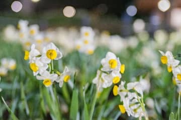葛西臨海公園では、ライトアップイベント「花と光のムーブメント」を2024年1月26日(金)から2月2...