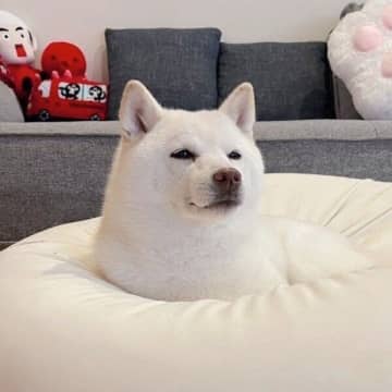 大好きなクッションとのお別れは… 引用元：@go20597673 今回紹介するのは、X（旧Twitt...