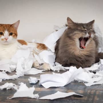 猫は紙が好き？猫が好きな紙といえば、ティッシュペーパーやダンボールではないでしょうか。 少し目を離し...