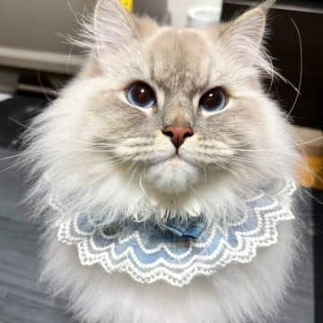 「遊んでニャン！」 ふわもふのねこが飼い主さんに猛アピール！ 引用元：@eleven11neko 寒...