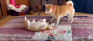 柴犬ファミリーみかん園の「ゆず」ちゃんは、姉である「トマト」ちゃんに会いに来たようです。再会に大はし...