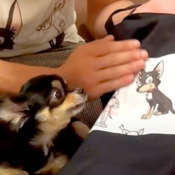 今回ご紹介するのは、YouTubeチャンネル『チワワのめめTV』に投稿された1本の動画です。動画は5...