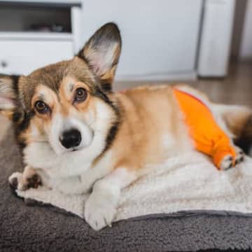 愛犬の足に大きな負担がかかっている行為犬を室内飼いすることは、一見大事に育てているようにも思えますが...