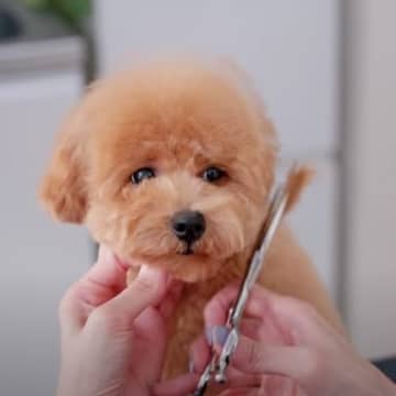 三軒茶屋の大人気トリミングサロン『Lovely Grooming』にやってきたのは、トイプードルの「...