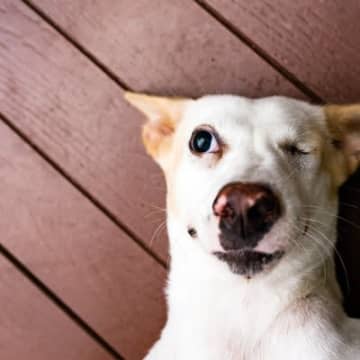 ️朝1.愛犬にカレンダーは関係ない！「わんこと暮らしはじめてから、仕事が休みの日でも同じ時間に起こさ...