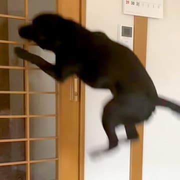 YouTubeに投稿されたのは、大型犬が来客を迎える時の様子です。喜びが頂点に達した大型犬は、とても...