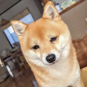 人気者は苦労する？お疲れモードの柴犬さん可愛いワンちゃんの周りには、自然と人が集まってきてしまうもの...