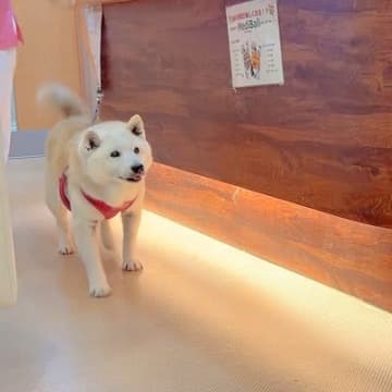 YouTubeチャンネル『しばわんこ生活』に投稿された1本の動画。「可愛すぎる」「尊い」など多くのコ...