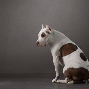 純粋な犬にとって期待を裏切られる出来事は強いストレスに…犬たちは飼い主の行動や発言を真正面から受け止...