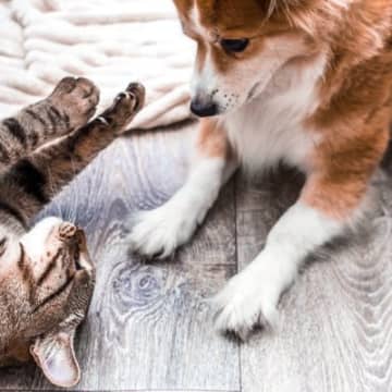 愛犬が猫を見つけると吠えたり追いかけてしまうなら社会化をしよう愛犬が猫を見つけると吠えたり追いかけた...