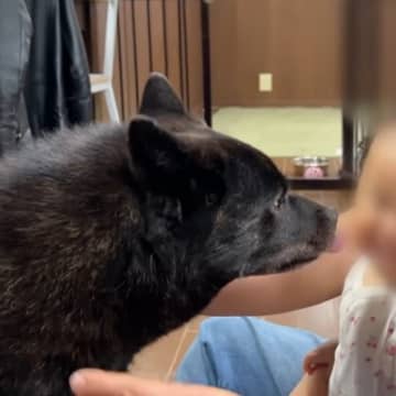 愛犬がそばに寄ると、怖くて泣いてしまっていた赤ちゃん…。ついに愛犬に心を開いてくれた瞬間がYouTu...