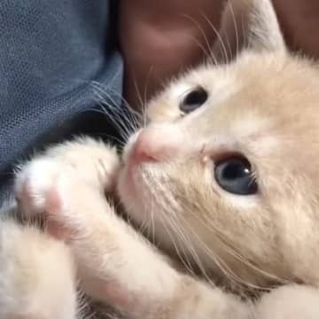 YouTubeチャンネル「ひのきネコ備忘録」に投稿されたのは、お父さんが大好きすぎる子猫の様子。 愛...