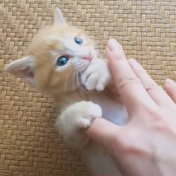 YouTubeチャンネル「猫日是好日」に今回投稿されたのは、ブルーの瞳に茶白の毛色が可愛らしいウラち...