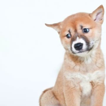 犬が『困っています』と伝えているサイン4選犬は何か困り事が起きた際、自分で対処できないときは信頼でき...