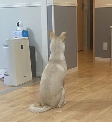 愛犬の後ろ姿から、飼い主さんへの気持ちが伝わってくる！ 引用元：@Mirai_yuikoon 紹介す...