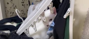 ハクくんがすごい場所で発見されました！ 出典：猫のあお & ハク・シネマ ママさんがソファーの上に置...