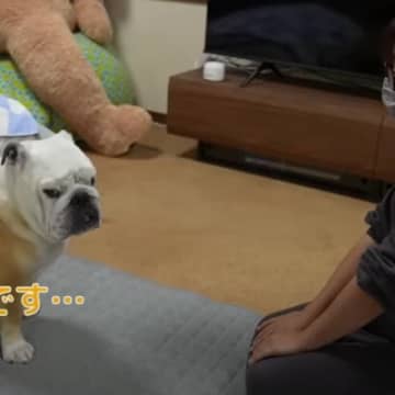 こちらはブルドッグ兄妹の「ぶるまる」くんと「まるこ」ちゃん！ノブちゃんことママさんが、念願叶って手に...