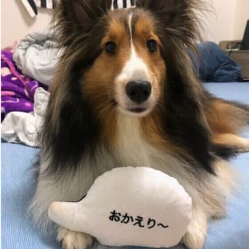 寒い季節に愛犬を留守番させるとき、室内の環境はどのようにしていますか？ 冬に犬を留守番させる場合、室...