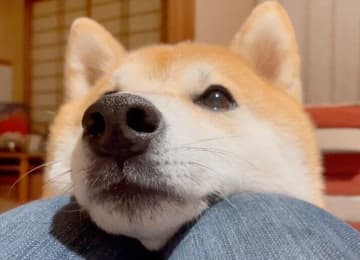 愛犬のあざとすぎる行動にキュンとしちゃう…！ 引用元：@suzuki_kuritaro 紹介するのは...